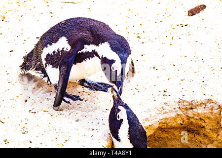 Pinguin Fütterung in einem Nest Stockfoto