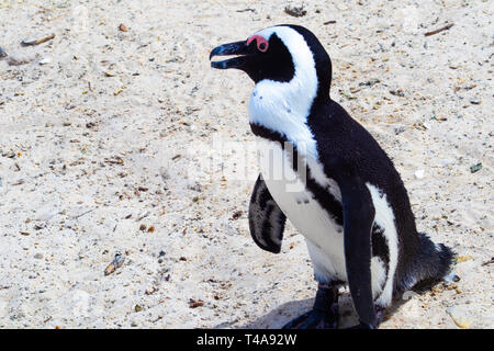 Einzelne vollständige Ansicht der Pinguin auf der Suche nach Links Stockfoto