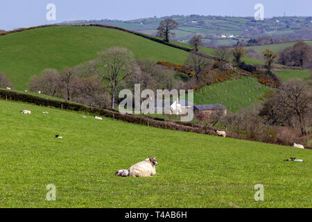 Lämmer in Devon, Landwirtschaft, Landwirtschaft, Tier, England, englische Kultur, Exmoor National Park, Bauernhof, Freiheit, Gras, Weiden, Viehzucht, Mam Stockfoto