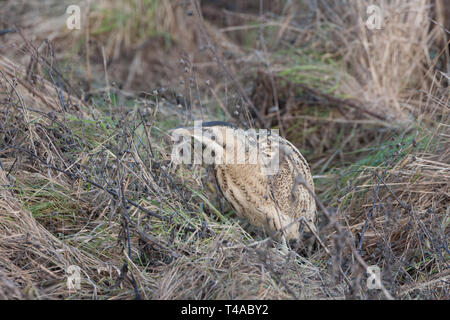 Große Rohrdommel (Botaurus stellaris) Jagen in der Vegetation in einem Naturschutzgebiet in Worcestershire, England. Stockfoto