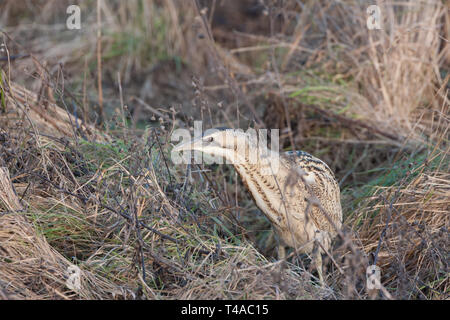 Große Rohrdommel (Botaurus stellaris) Jagen in der Vegetation in einem Naturschutzgebiet in Worcestershire, England. Stockfoto