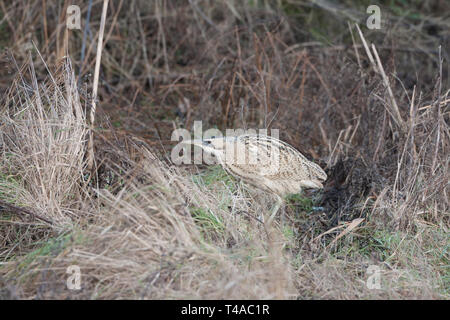 Große Rohrdommel (Botaurus stellaris) Jagen in der Vegetation in einem Naturschutzgebiet in Worcestershire, England. Stockfoto