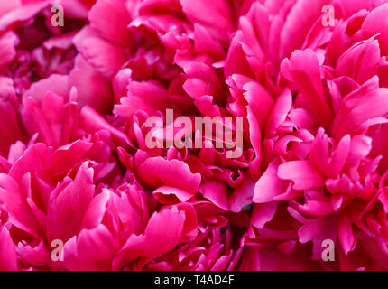 Unscharf Unschärfe pfingstrose Blütenblätter, abstrakte Romanze Hintergrund, Pastell und weiche Blume Karte Stockfoto