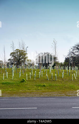 Junge Bäume durch Baum quard oder grün Kunststoffhülsen an einem Kreisverkehr in Crewe, Cheshire UK unterstützt. Stockfoto