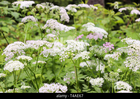 Anpflanzung von anthriscus Sylvestris, als Kuh Petersilie bekannt, wilder Kerbel, wilde beaked Petersilie, oder keck. Im Schwarzwald, Baden-Württemberg, Germa genommen Stockfoto