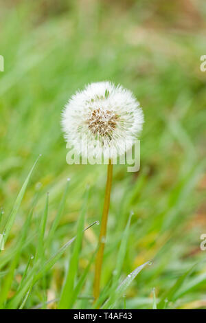 Taraxacum Officinale, Löwenzahn, Löwenzahn seedhead Clock im Frühling. Dorset, Großbritannien Stockfoto