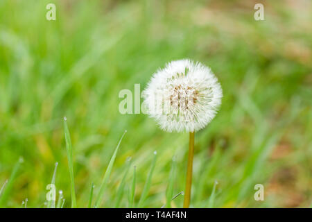 Taraxacum Officinale, Löwenzahn, Löwenzahn seedhead Clock im Frühling. Dorset, Großbritannien Stockfoto