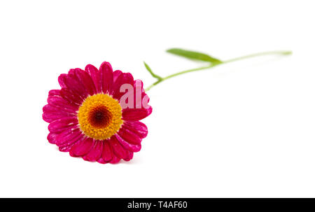 Dunkelrot marguerite Daisy auf weißem Hintergrund Stockfoto