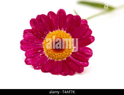 Dunkelrot marguerite Daisy auf weißem Hintergrund Stockfoto