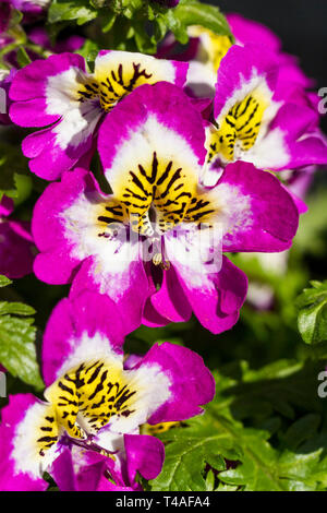 Schizanthus pinnatus, Bayerische butterfly Blumen. Vereinigtes Königreich Stockfoto