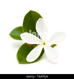 Weiße Blume von Carissa macrocarpa, Natal Pflaume, isoliert auf weißem Stockfoto