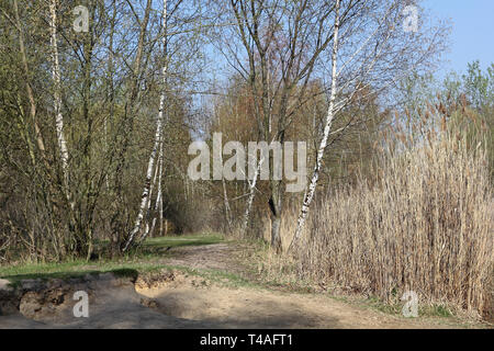 Pfad am Ufer des kleinen Sees am Biotopsee Arkenberge Hügel in Berlin Stockfoto