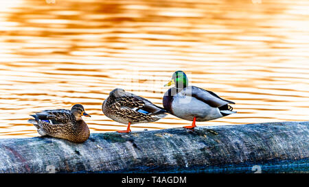 Stockenten bei Sonnenuntergang in der Lagune in der Reifel Vogelschutzgebiet des Alaksen National Wildlife Bereich auf westham Island in der Nähe von Ladner in BC, Kanada Stockfoto