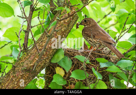 Singdrossel im Nest mit Küken. Stockfoto