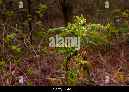 Junge Ginster Pflanze in der frühlingssonne von Surrey, England, Vereinigtes Königreich, Europa ausstrahlen Stockfoto