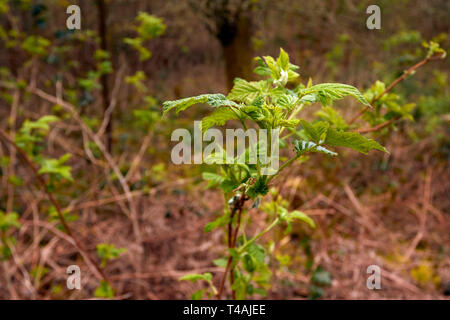Junge Ginster Pflanze in der frühlingssonne von Surrey, England, Vereinigtes Königreich, Europa ausstrahlen Stockfoto