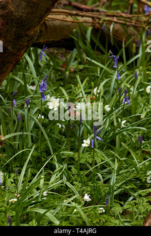 Buschwindröschen und frische Baumstumpf auf einer Feder Waldboden in England Stockfoto