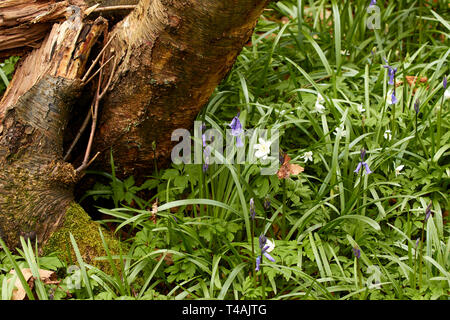 Buschwindröschen und frische Baumstumpf auf einer Feder Waldboden in England Stockfoto