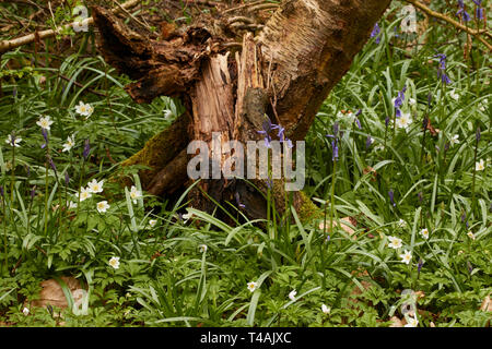 Buschwindröschen und frische Baumstumpf auf einer Feder Waldboden in England Stockfoto