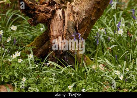 Buschwindröschen und frische Baumstumpf auf einer Feder Waldboden in England Stockfoto