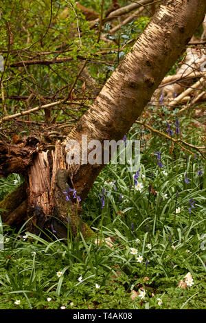 Buschwindröschen und frische Baumstumpf auf einer Feder Waldboden in England Stockfoto