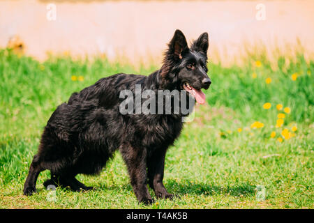 Schöne junge Schwarze Deutscher Schäferhund stehend im grünen Gras. Elsässische Wolf Hund oder Schäferhund. Deutscher Hund. Stockfoto