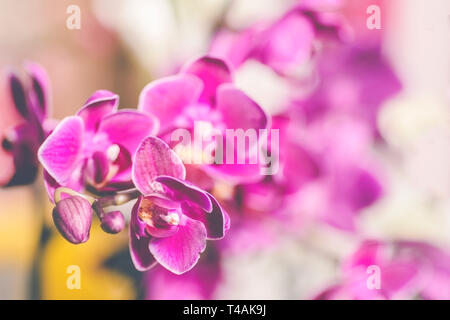 Rosa Phalaenopsis Orchidee im Winter oder Frühling tropischen Garten auf weißem Hintergrund. Stockfoto