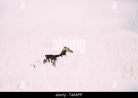 Jagd Windhund Hortaya Borzaya Hund während Hase - Jagd im Winter Tag In schneebedeckten Feld. Stockfoto