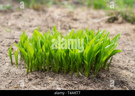 Junge grüne Sprossen hosta auf ein Blumenbeet im Frühjahr Stockfoto