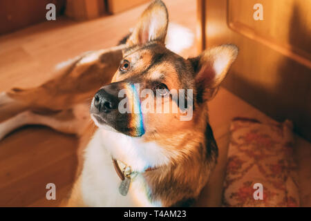 Reflektion von einem bunten Regenbogen auf dem Gesicht eines Hundes. Gemischt - Rasse Hund liegend auf dem Boden der Halle. Stockfoto