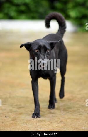 Cute Indischen streunender Hund Stockfoto