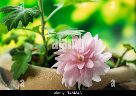 Blüte rosa Chrysanthemen Blume im Garten Topf. Stockfoto