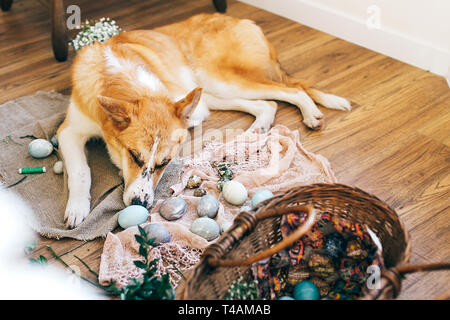 Cute goldenen Hund schlafen im stilvollen Ostereier, Weidenkorb mit Essen, Blumen auf rustikalen Holzmöbeln Hintergrund in Licht. Frohe Ostern preparati Stockfoto