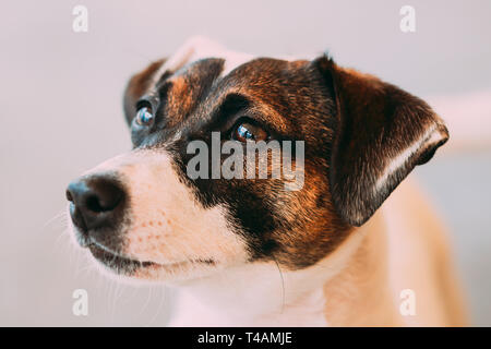 Weißer Hund Jack Russel Terrier Close Up Portrait Stockfoto