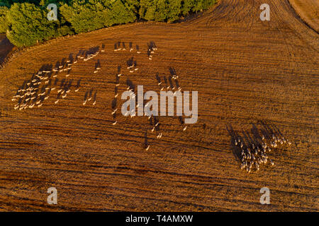 Wunderschöne Landschaft in den Bergen. landwirtschaftliche Felder mit den Schafen. Luftaufnahme whith Drone Stockfoto