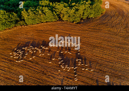 Wunderschöne Landschaft in den Bergen. landwirtschaftliche Felder mit den Schafen. Luftaufnahme whith Drone Stockfoto