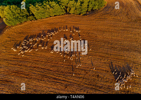 Wunderschöne Landschaft in den Bergen. landwirtschaftliche Felder mit den Schafen. Luftaufnahme whith Drone Stockfoto