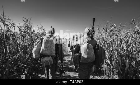 Gruppe der Re-enactors gekleidet als Zweiter Weltkrieg russisch-sowjetischen Soldaten der Roten Armee marschiert durch Herbst Cornfield. Foto in den Farben Schwarz und Weiß. Verkauft Stockfoto