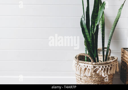 Stilvolle grüne Pflanze sansevieria im Stroh Topf auf dem Hintergrund der weißen Wand im Landhausstil, kopieren. Moderne Einrichtung, Boho Schlafzimmer. Werk in Weidenkorb Stockfoto