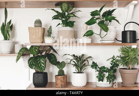 Stilvolle grüne Pflanzen und schwarz Gießkanne auf hölzernen Regalen. Moderne hipster Zimmer Dekor. Kaktus, calathea, Dieffenbachia, Dracaena, epipremnum, Efeu, Stockfoto