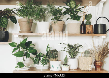 Stilvolle grüne Pflanzen und schwarz Gießkanne auf hölzernen Regalen. Moderne hipster Zimmer Dekor. Kaktus, pothos, Spargel, calathea, peperomia, dieffenbachi Stockfoto