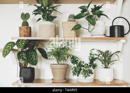 Stilvolle grüne Pflanzen und schwarz Gießkanne auf hölzernen Regalen. Moderne hipster Zimmer Dekor. Kaktus, Dieffenbachia, epipremnum, calathea, Dracaena, Efeu, p Stockfoto