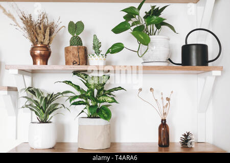 Stilvolle grüne Pflanzen, schwarz Gießkanne, Boho Wildblumen auf hölzernen Regalen. Moderne hipster Zimmer Dekor. Kaktus, epipremnum Pothos, Dracaena, dieffenb Stockfoto