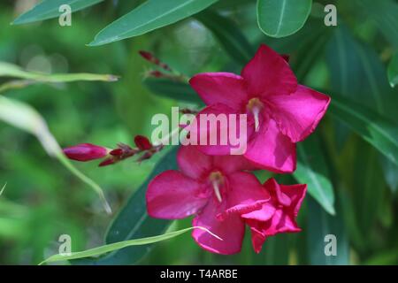 Südfrankreich, Okzitanien - Blumen von Nerium oleander - Lebendige Rosa, lebhaftes Grün Stockfoto