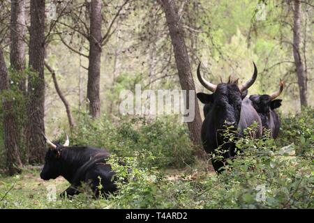 Südfrankreich, Royal, Camargue - Stiere mit einem Rest in einer Weide nach einem traditionellen unblutigen Stier - Rennen und Spiel in einer Okzitanisch Arena Stockfoto