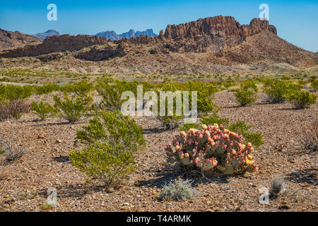 Sierro de Chino Klippen, Chisos Berge hinter, Feigenkakteen, creosotebush, River Road, Chihuahuan Wüste, Big Bend National Park, Texas, USA Stockfoto