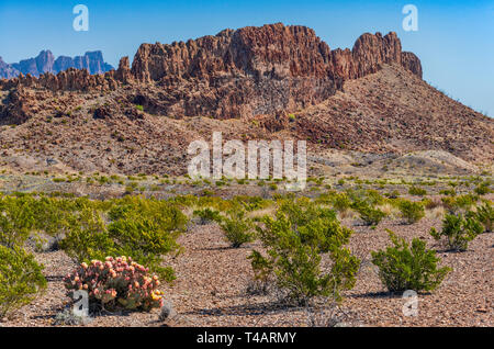 Sierro de Chino Klippen, Chisos Berge hinter, Feigenkakteen, creosotebush, River Road, Chihuahuan Wüste, Big Bend National Park, Texas, USA Stockfoto