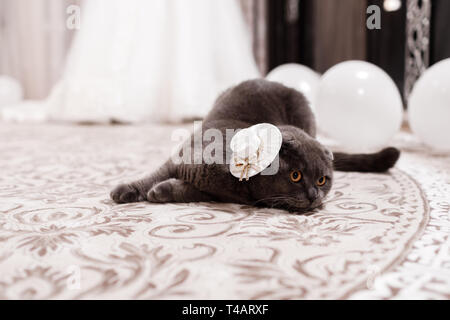 Wenig Brite Katze auf einem schwarzen Hintergrund. graue Katze. Haustiere Stockfoto