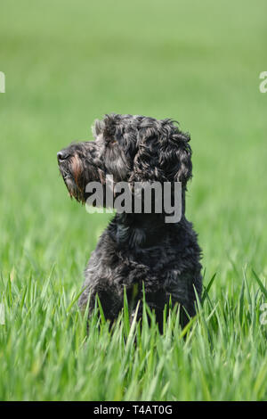 Schwarze männliche Cockapoo Hund in ein grünes Feld. Stockfoto