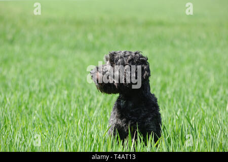 Schwarze männliche Cockapoo Hund in ein grünes Feld. Stockfoto